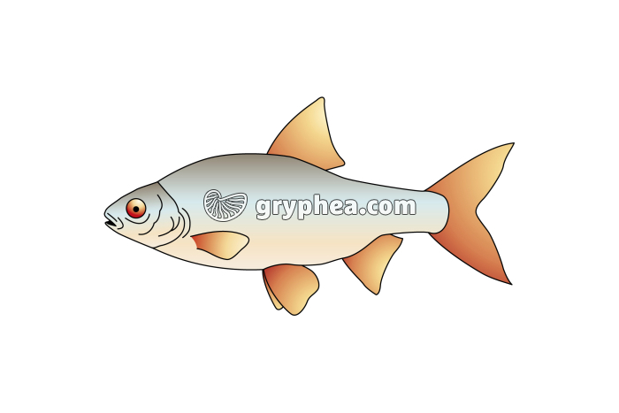 Gardon (Rutilus rutilus) - infographie - gryphea.com